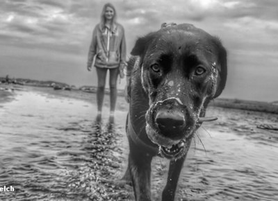 Labrador Beach Ball Darren Welch