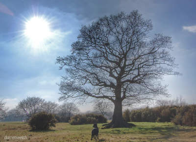 Hollow Park Labrador