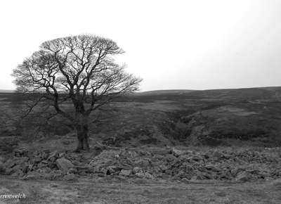 Bronte Waterfalls Tree Darrenwelch