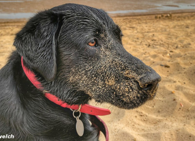 Labrador Beach Tired Darren Welch